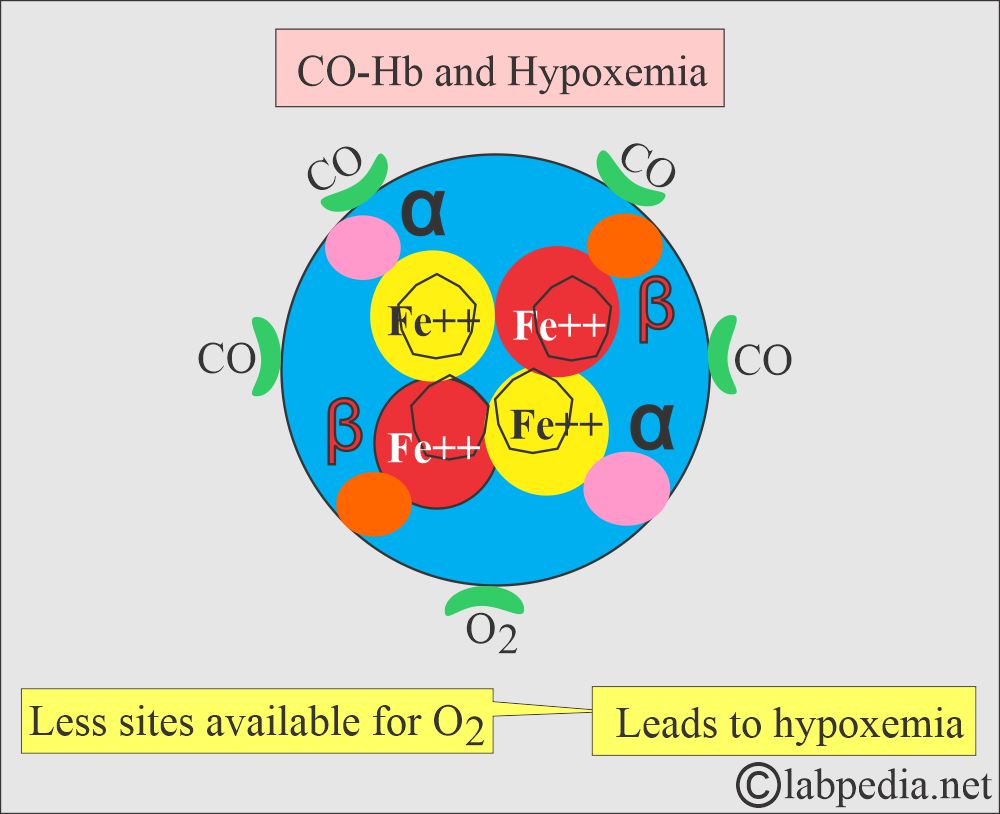 CO-Hb sites are occupied