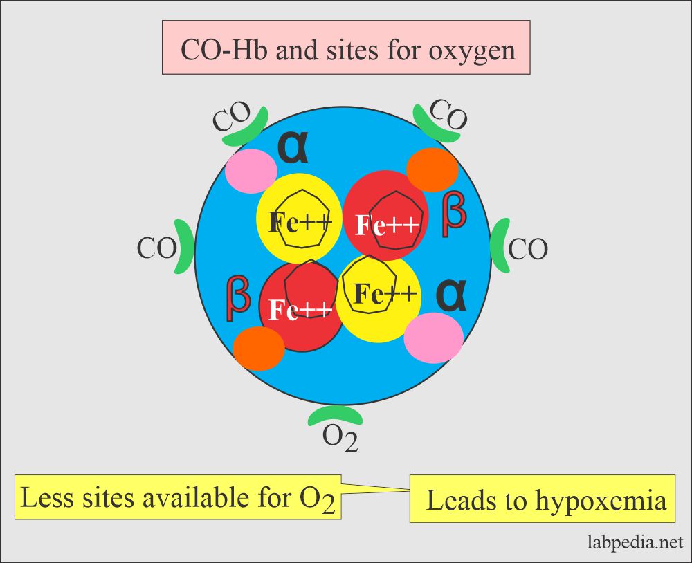 CO-Hb occupy the sites for O2