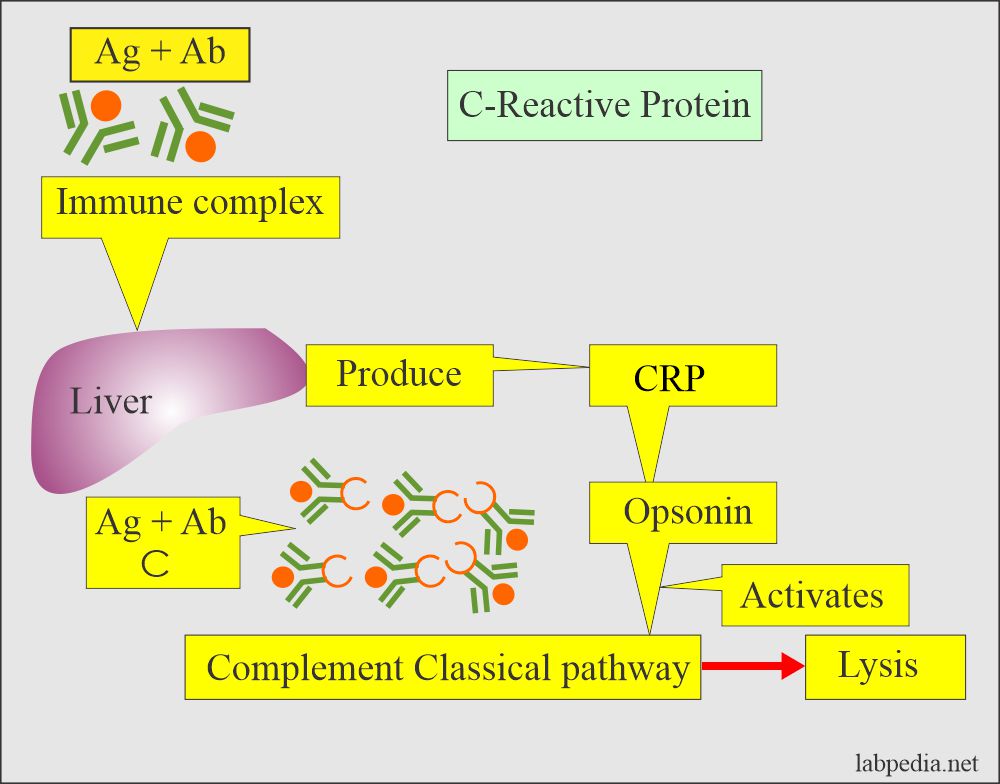 CRP and complement activation