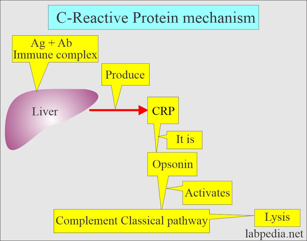 CRP mechanism of injury