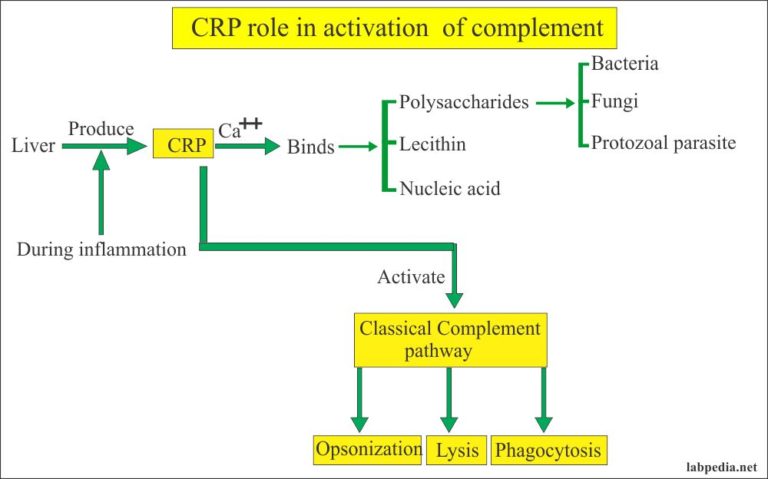C Reactive Protein Crp High Sensitivity C Reactive Protein Hs Crp Acute Phase Protein 6582