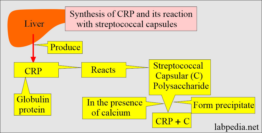 CRP synthesis and its reaction with streptococcal pneumoniae capsule