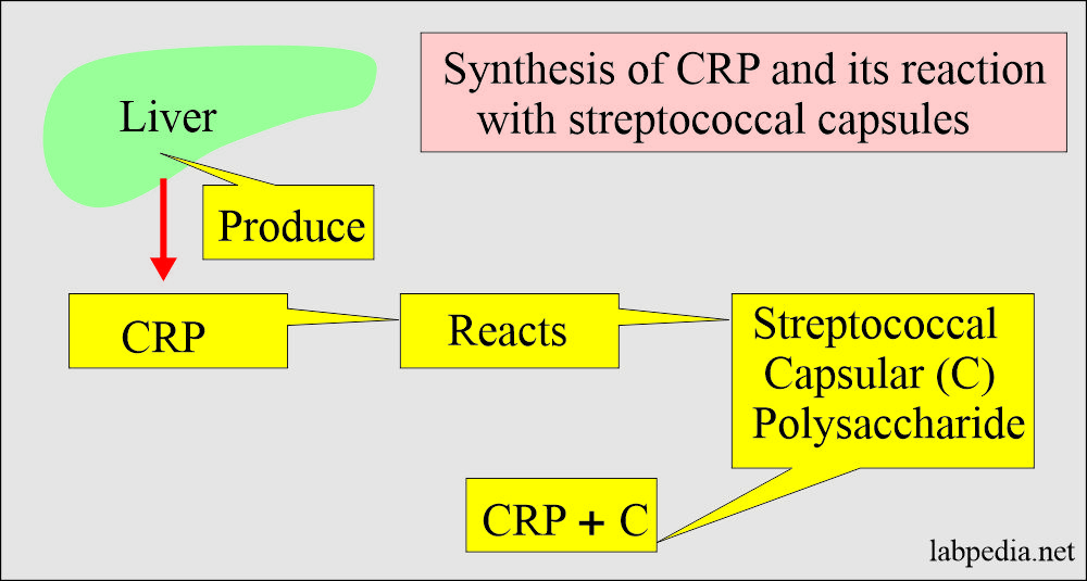 CRP synthesis and its reaction with streptococcal capsule polysaccharide