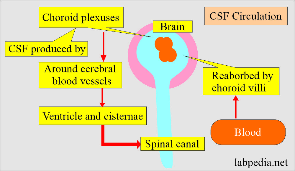 Cerebrospinal fluid (CSF) circulation in brain