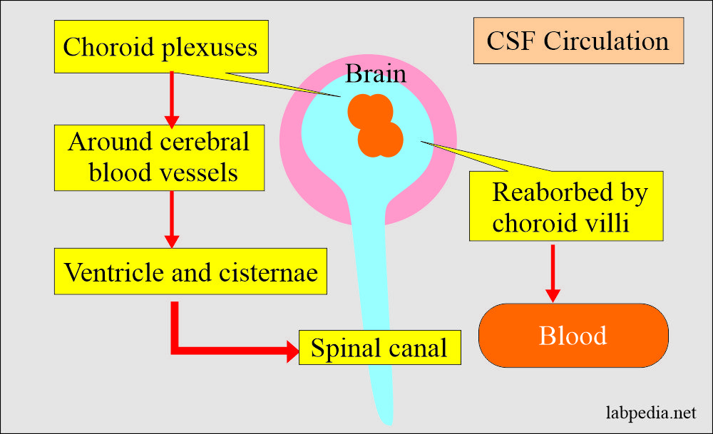 CSF circulation in brain and spinal canal 