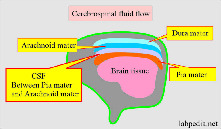 Cerebrospinal Fluid Analysis:- Part 1 - Cerebrospinal Fluid (CSF ...