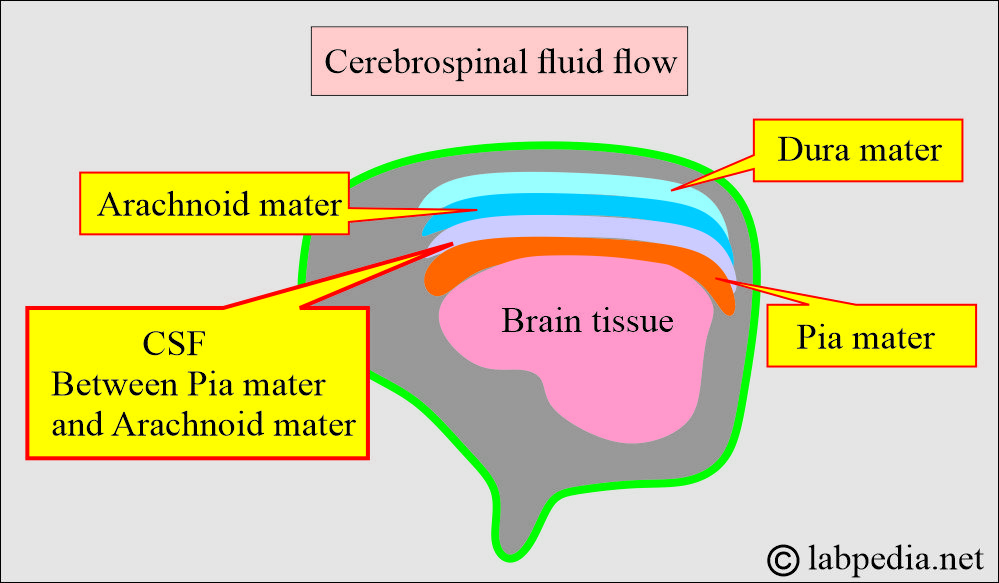 CSF flow in arachnoid space