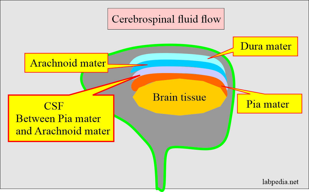 CSF flowing between pia mater and arachnoid mater
