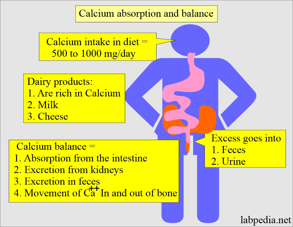 Calcium absorption and balance