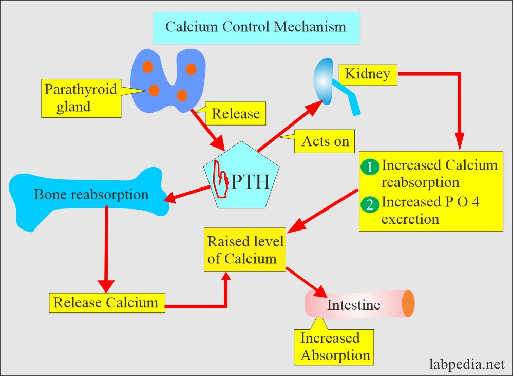 Calcium control mechanism