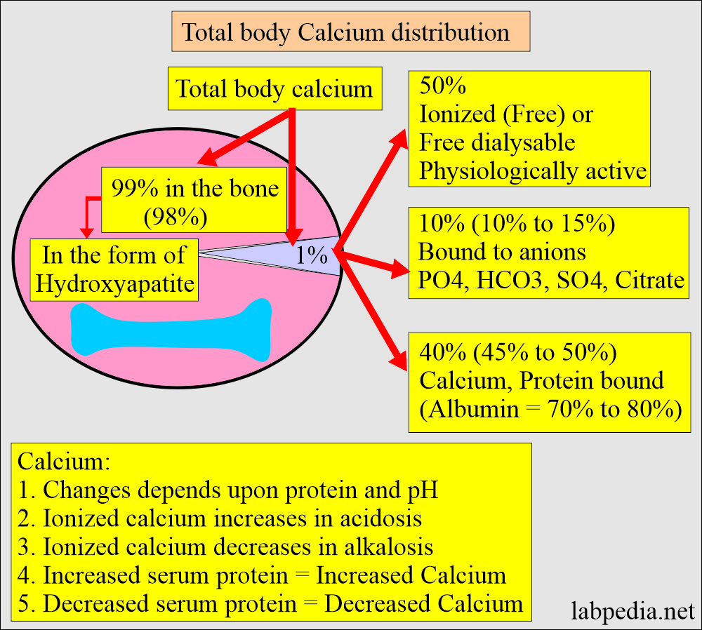 Calcium distribution in the blood