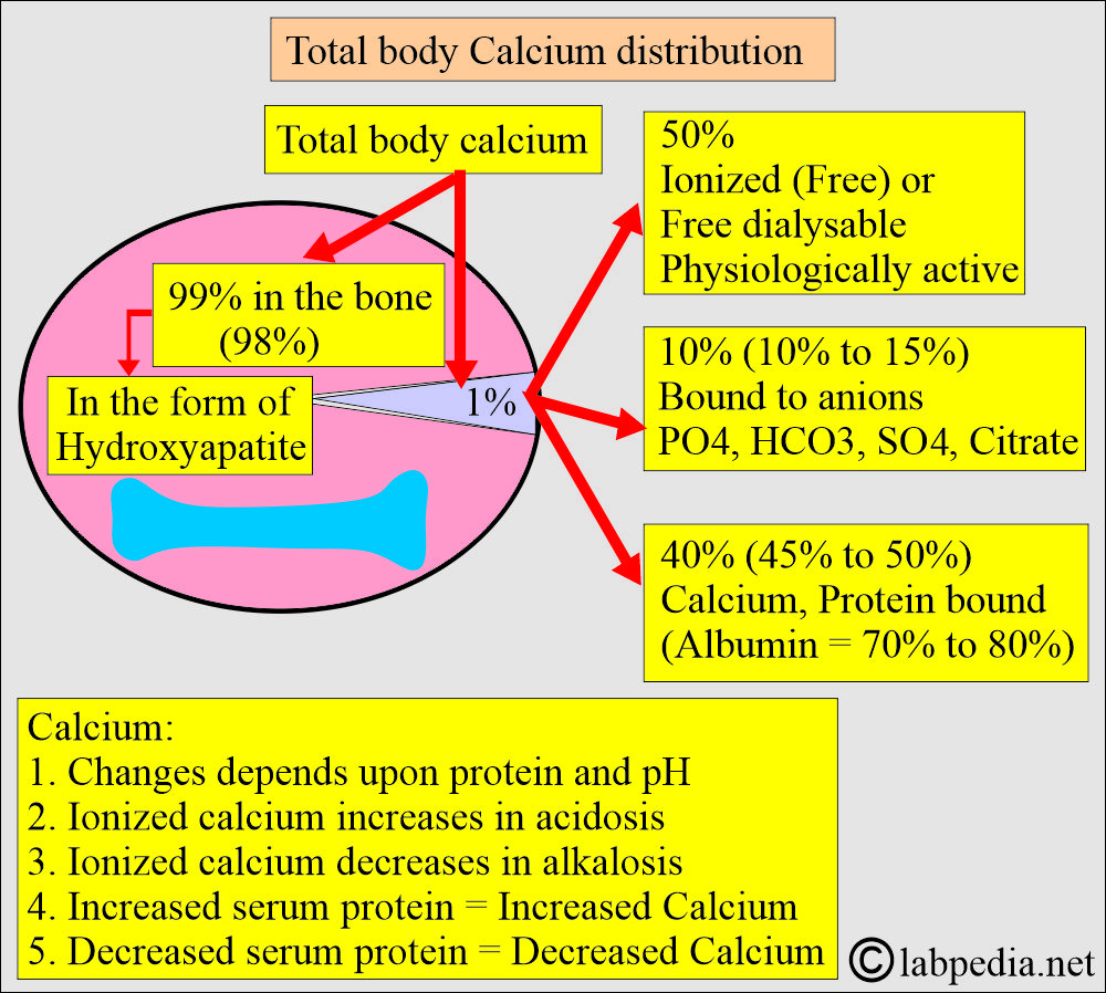 Calcium distribution in the blood