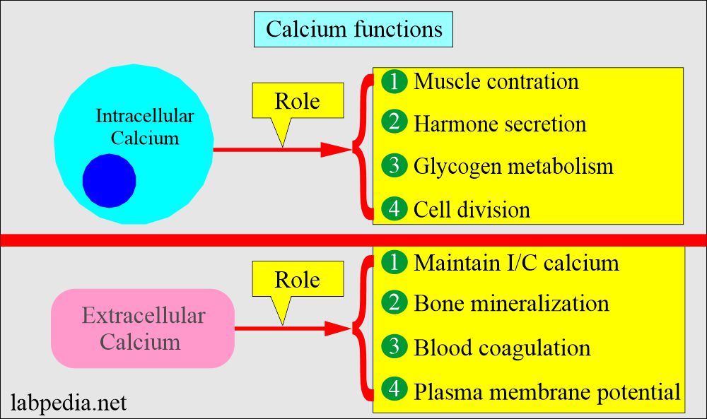 Calcium functions