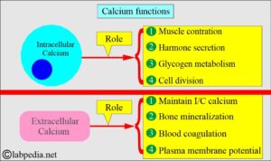 Calciphan Function Calcium: - Part 1 - Calcium Total, Hypercalcemia and Hypocalcemia ...