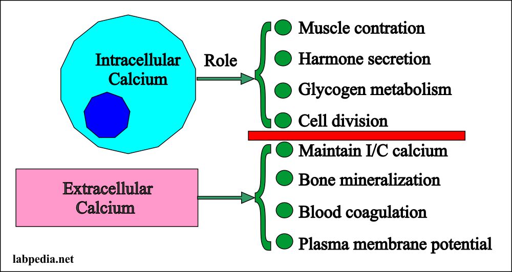 Calcium intracellular and Extracelluar distribution