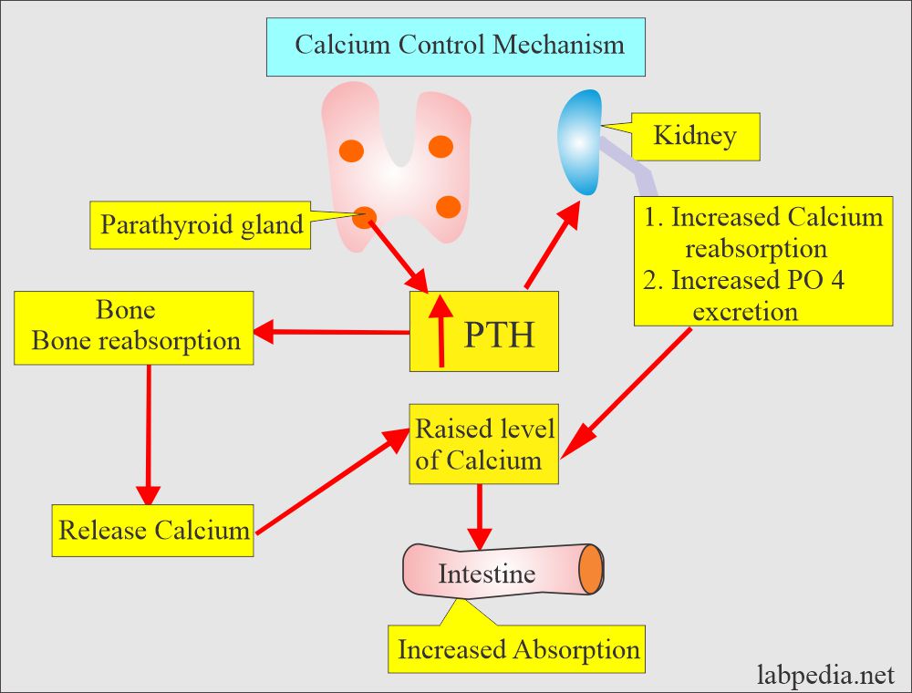 Calcium control mechanism