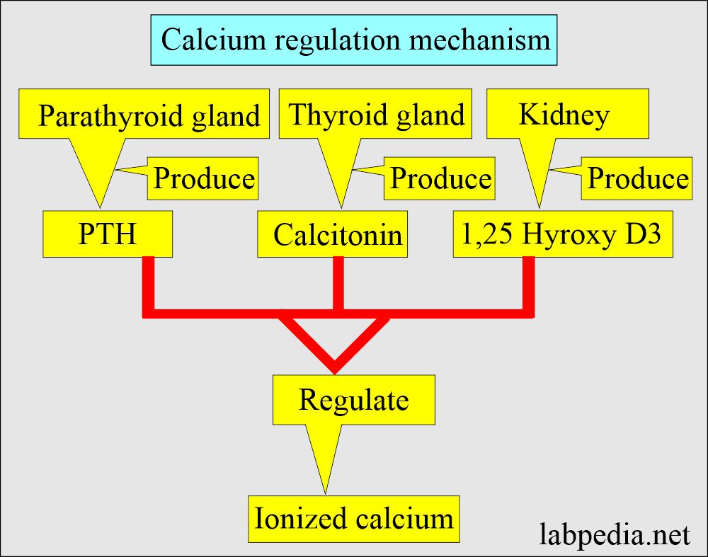Calcium regulation 