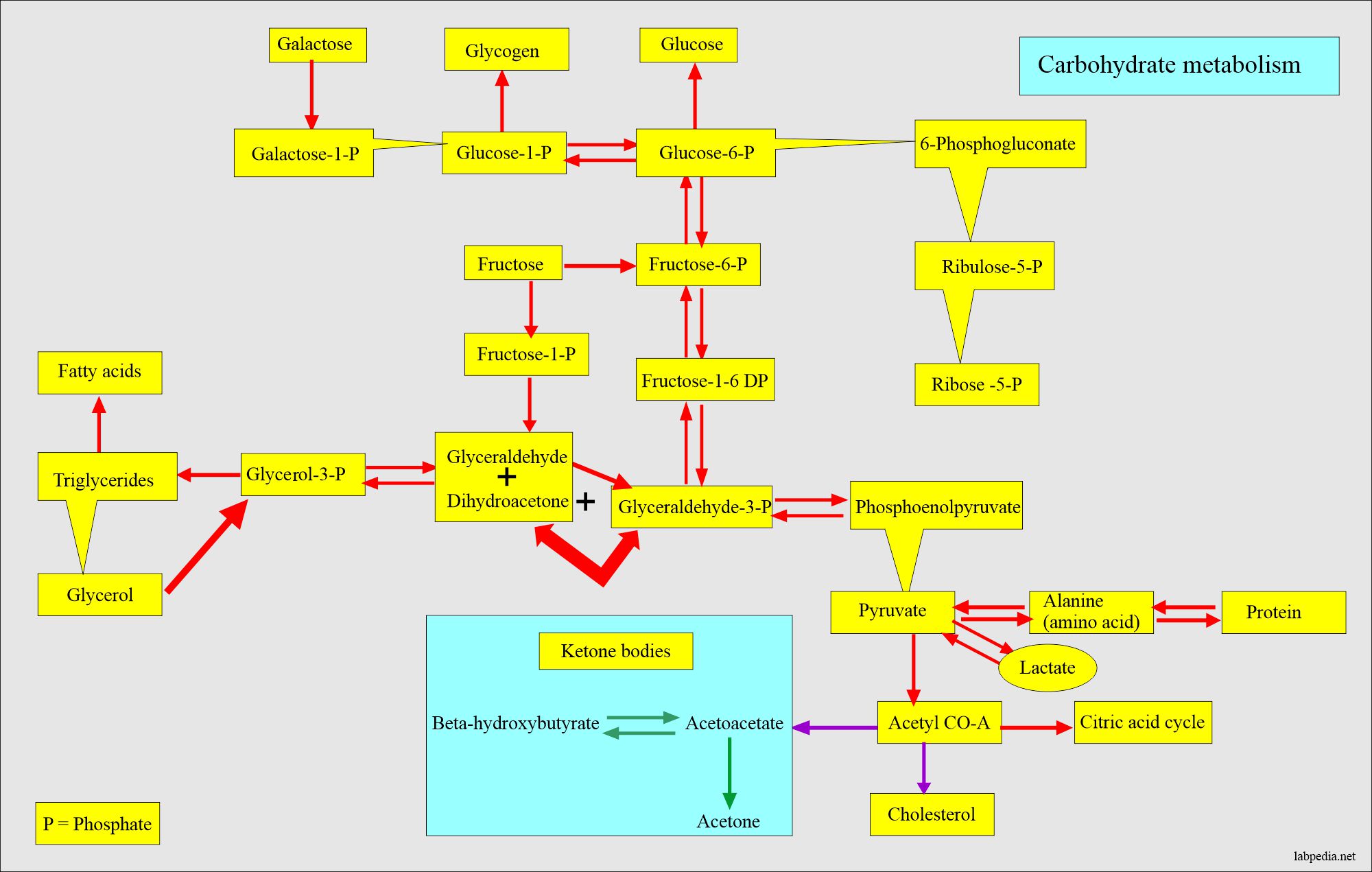 diabetes-mellitus-and-glucose-after-2-hours-of-the-meal-postprandial