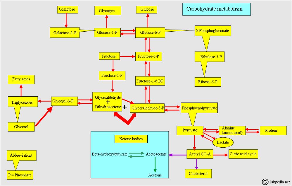 Carbohydrate metabolism Carbohydrate metabolism