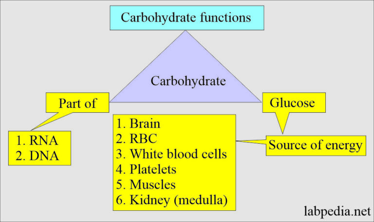 Diabetes mellitus: Carbohydrate and glucose metabolism