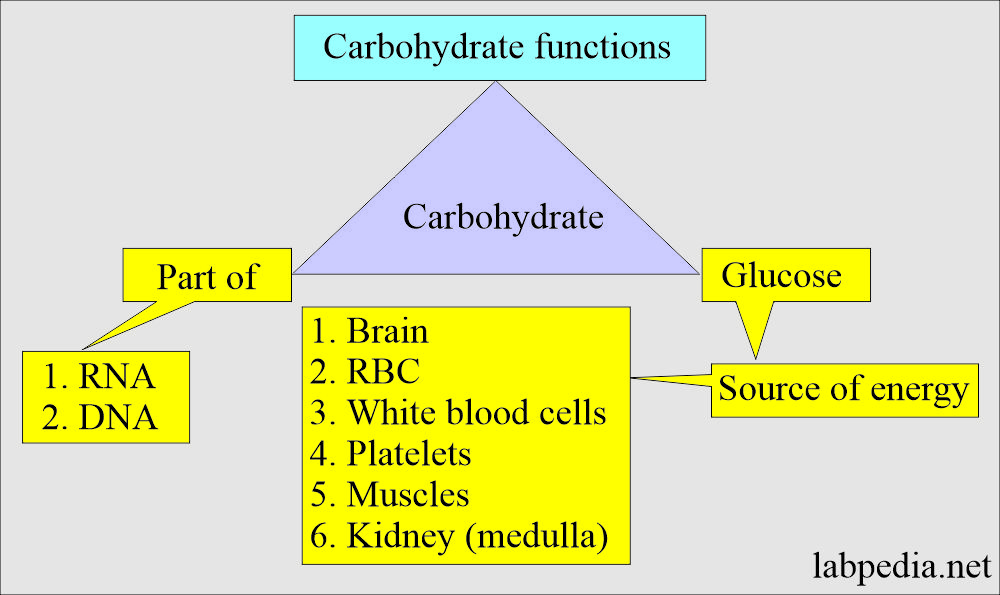 Carbohydrate and Glucose Metabolism: Carbohydrates functions