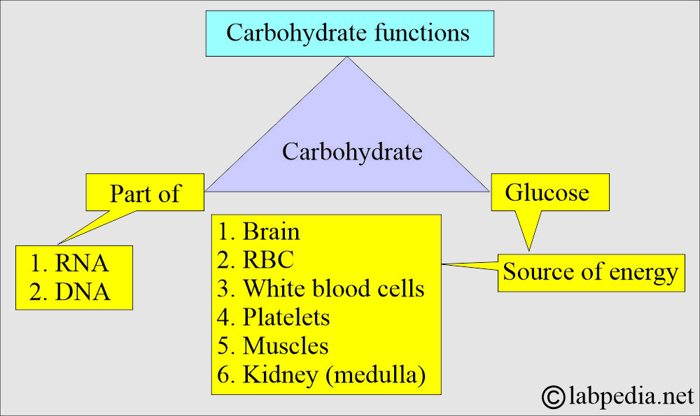 Carbohydrte functions