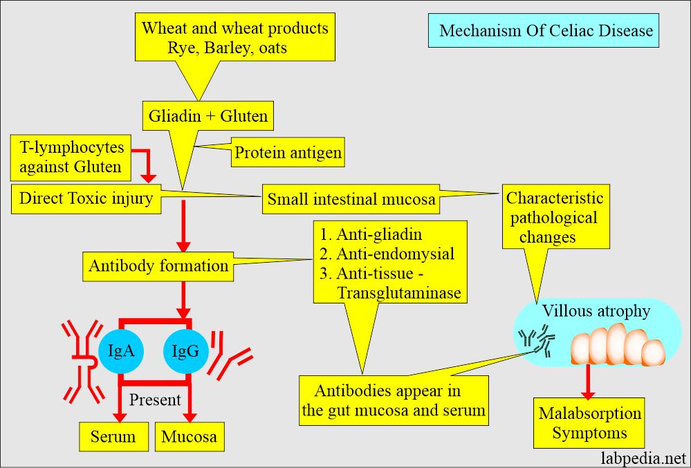 Celiac disease mechanism