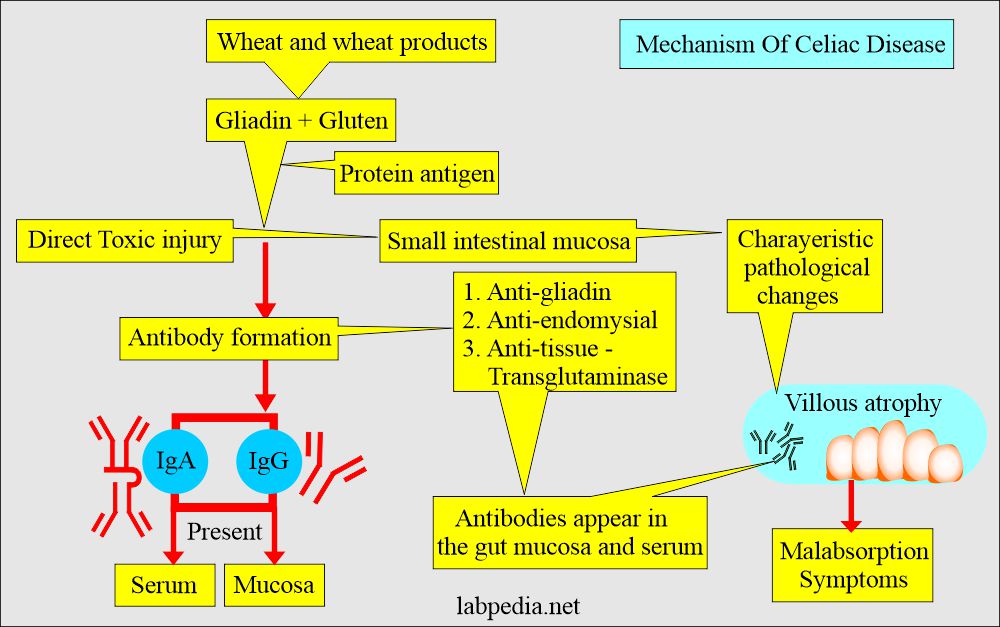 Celiac disease mechanism