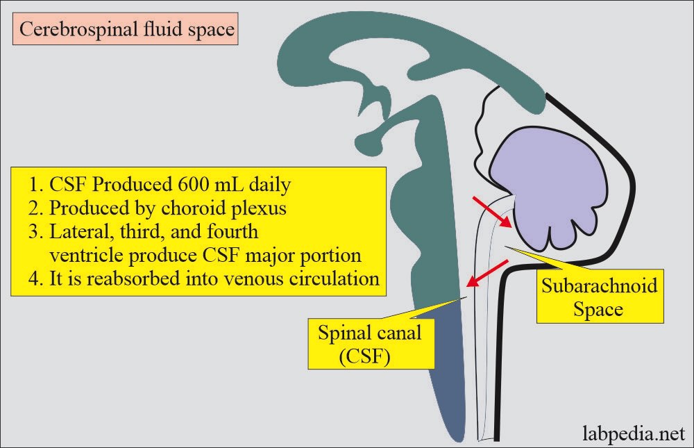 Cerebrospinal fluid (CSF) formation and distribution