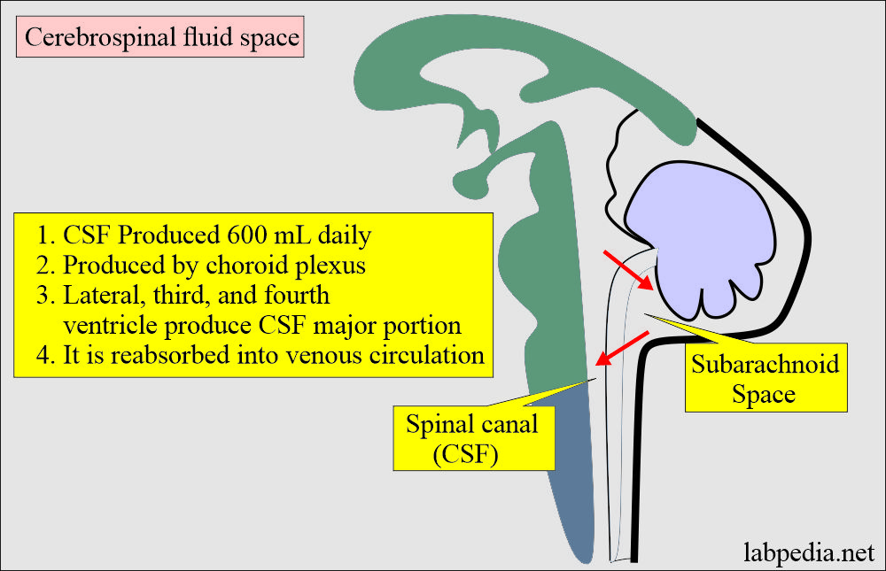 Cerebrospinal Fluid Analysis: Cerebrospinal fluid (CSF) formation and distribution