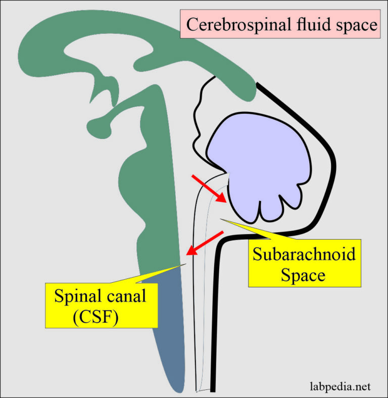 Cerebrospinal Fluid Analysis Part 1 Cerebrospinal Fluid Normal Findingscsf 7887