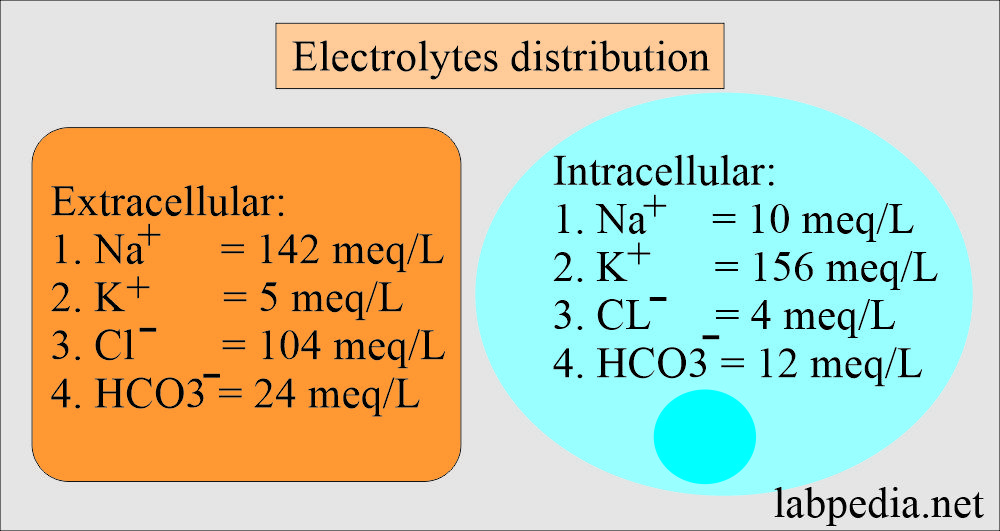 Chloride extracellular and intracellular
