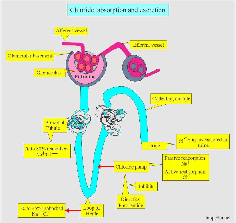 Chloride excretion and absorption