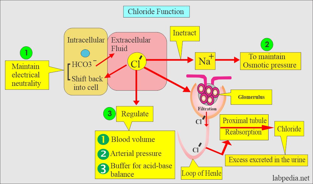 Chloride functions