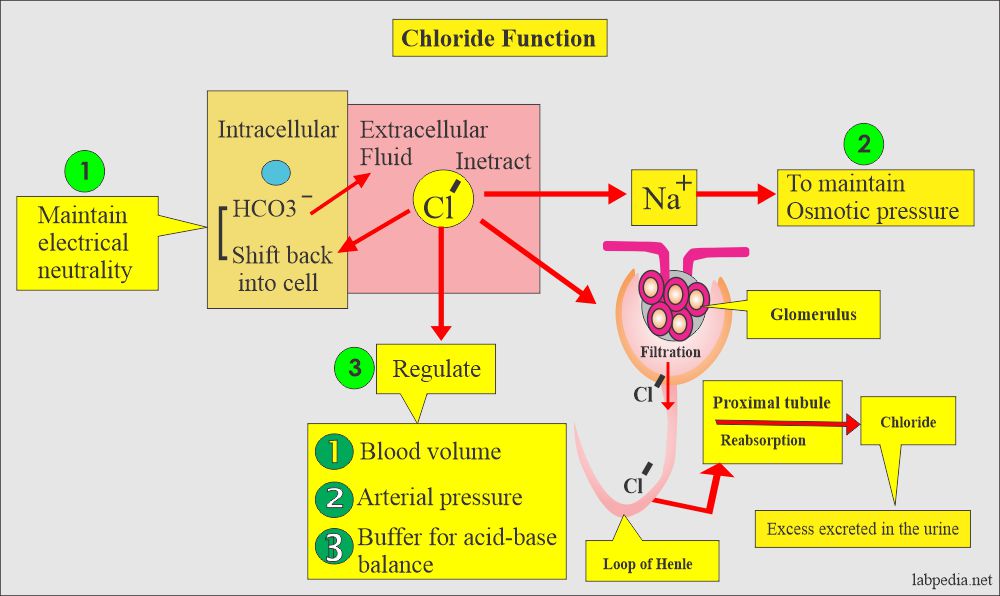 Chloride (Blood Chloride, Cl¯ ) and Cystic Fibrosis