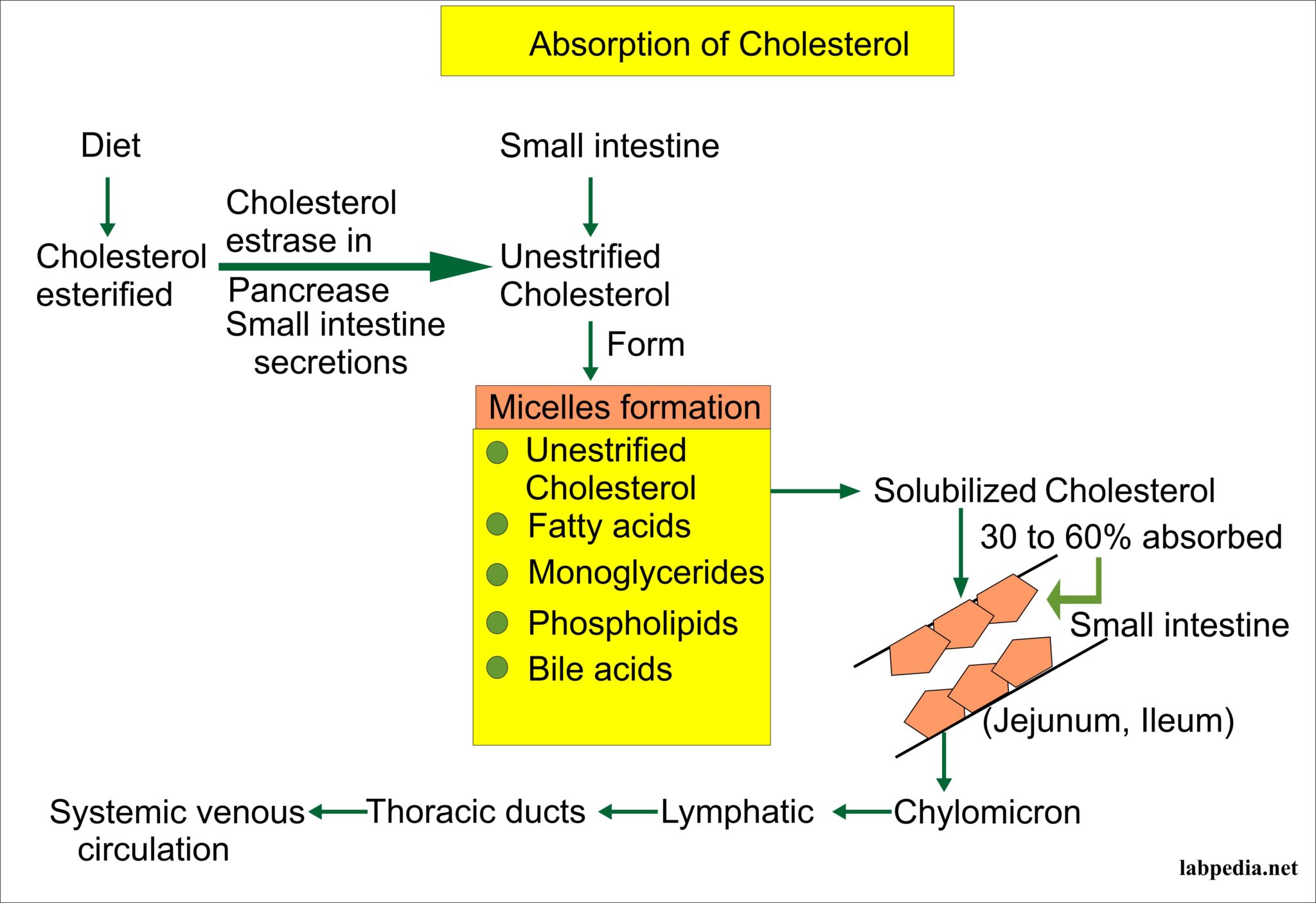 how-to-control-cholesterol-labpedia