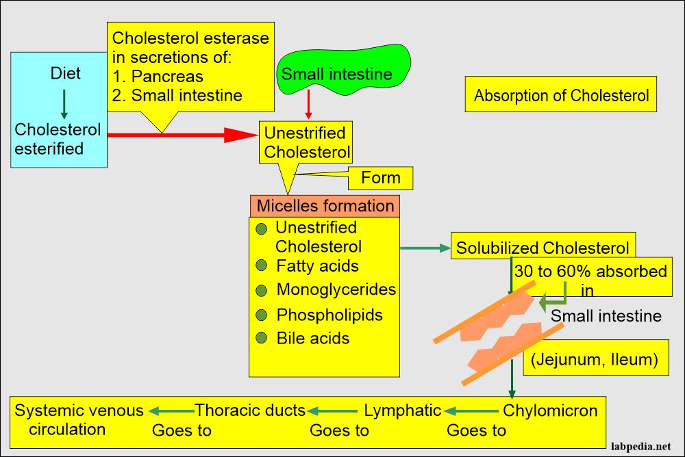 Cholesterol absorption