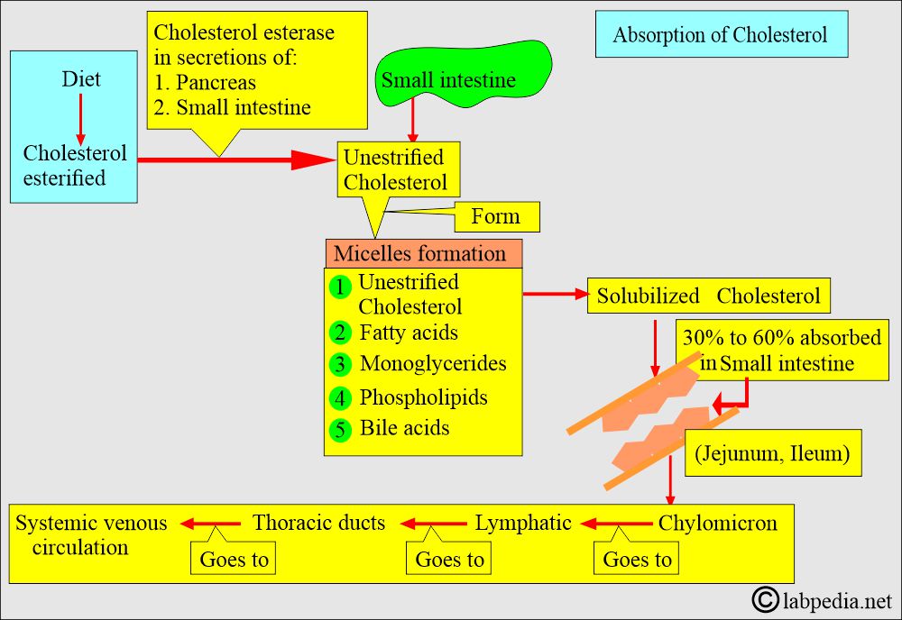 Cholesterol absorption Cholesterol absorption