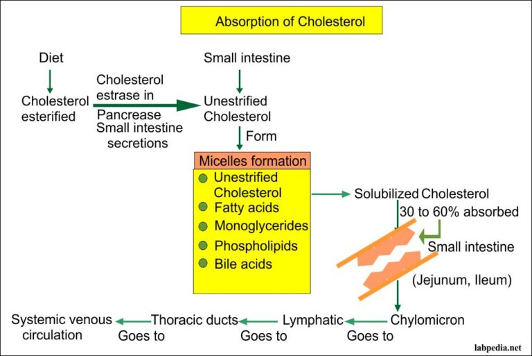 Lipids Total Labpedia Net