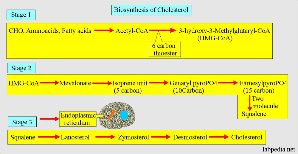 Cholesterol biosynthesis