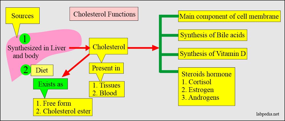 Cholesterol functions