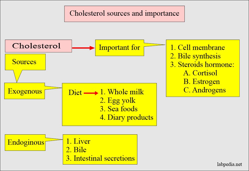 Cholesterol sources and importance