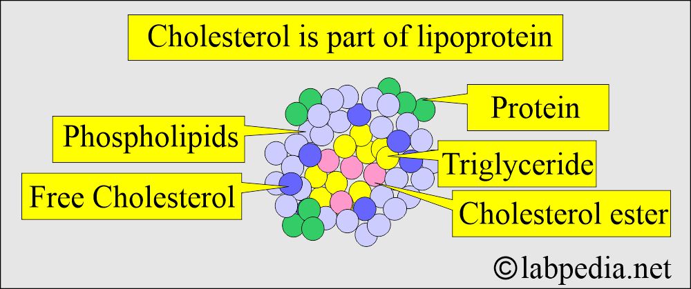 Cholesterol is a part of lipoprotein