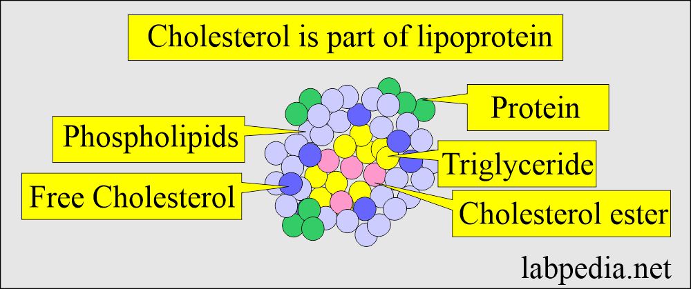 Cholesterol part of lipoprotein