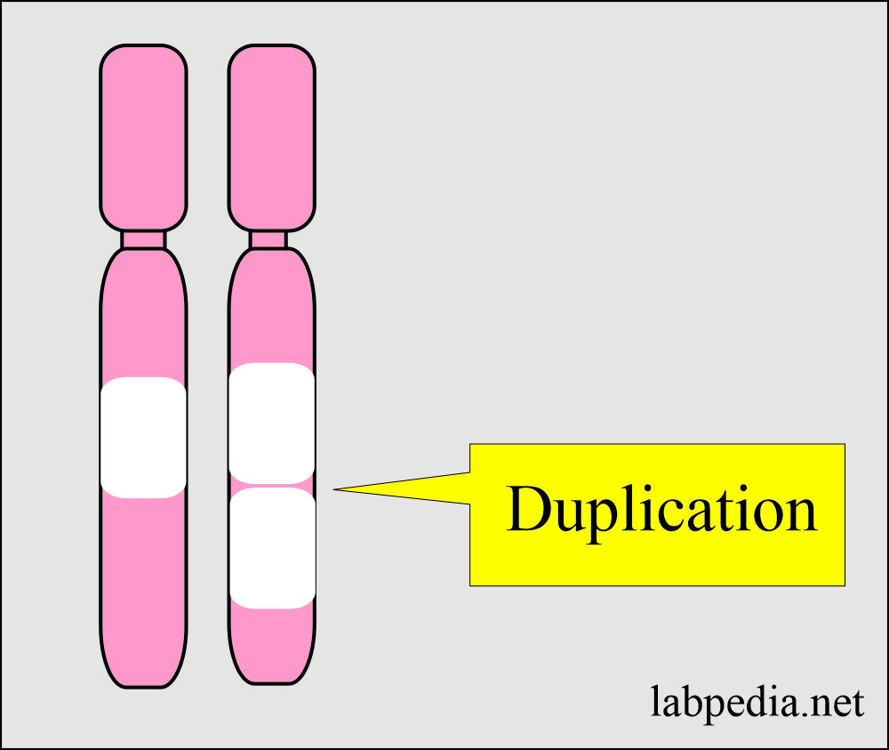Chromosome duplication