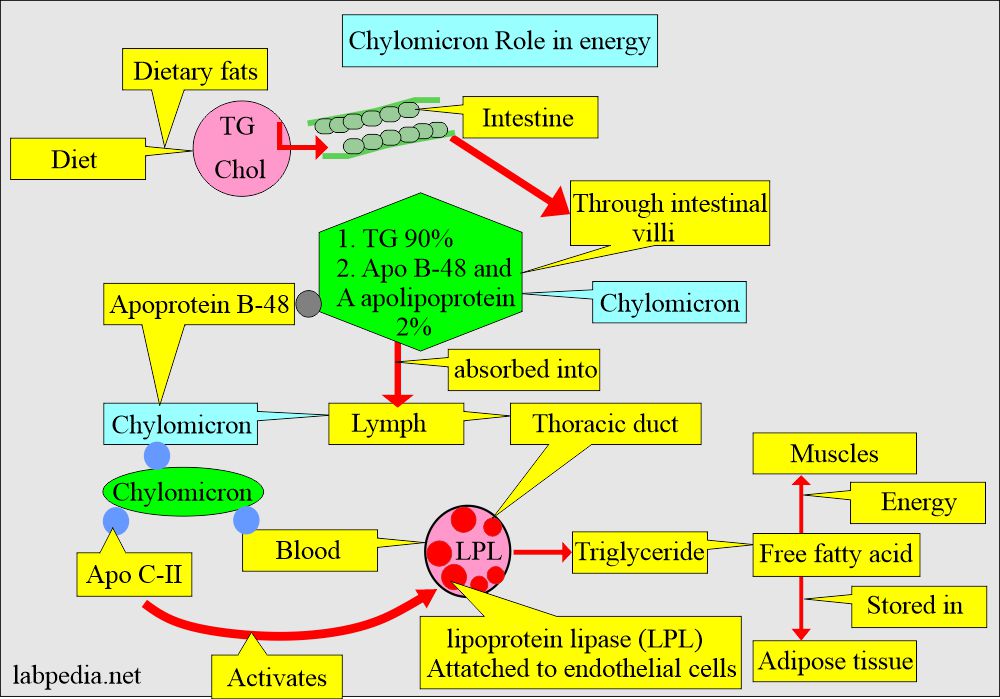 Chylomicron's role in energy and metabolism
