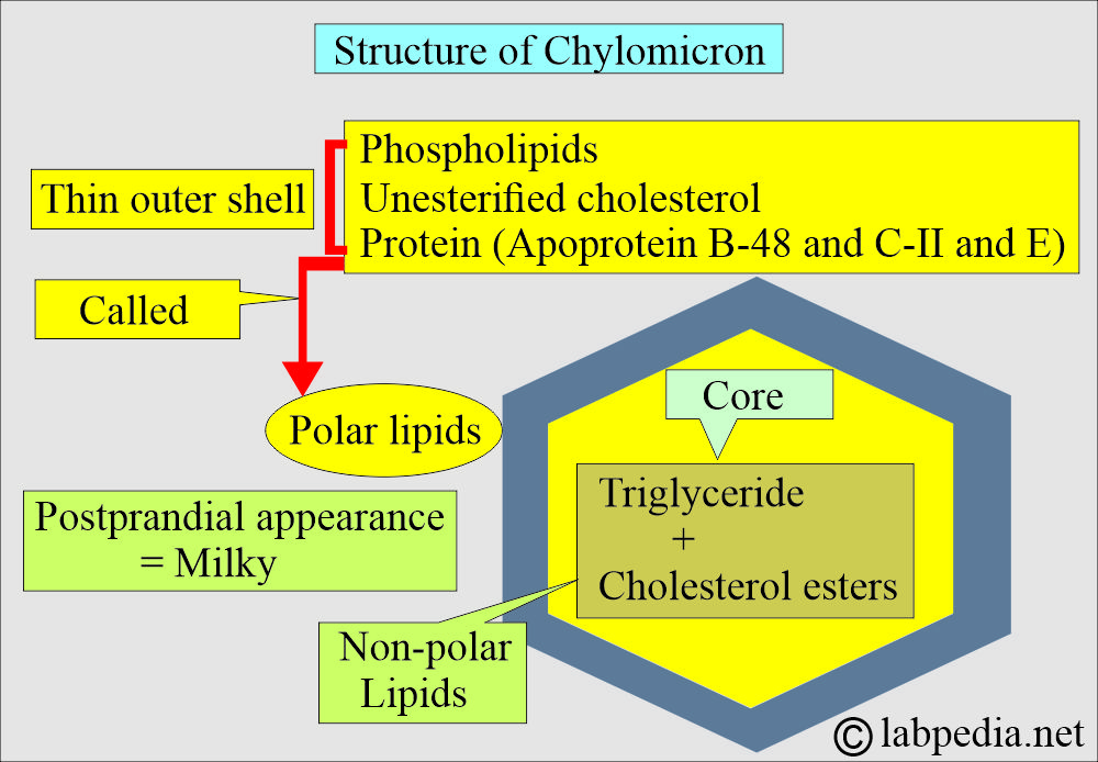 Chylomicron structure