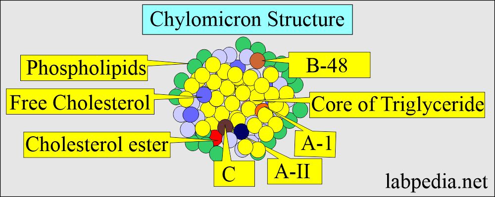 Chylomicron structure