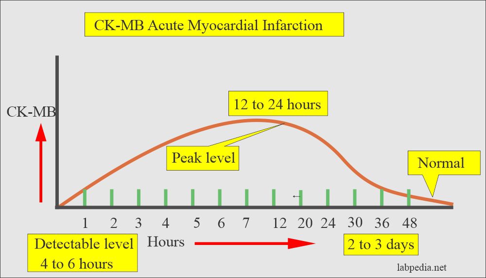 Schal Acre Erfüllen cardiac markers hours after onset Syndrom Latein ...