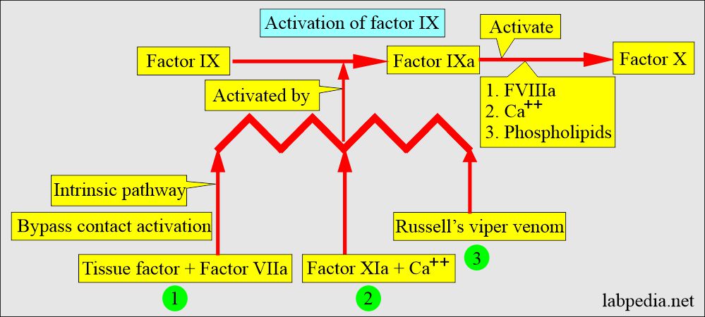 Activation of coagulation factor IX